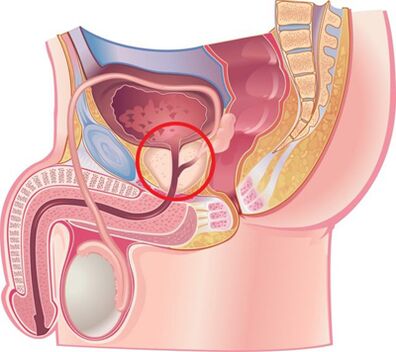 The location of the prostate in the male