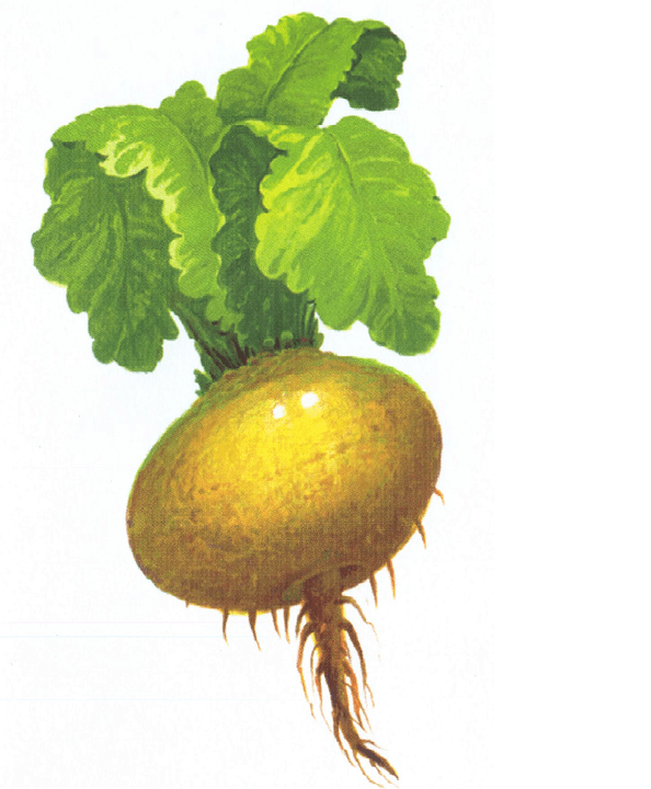 radish to increase potency